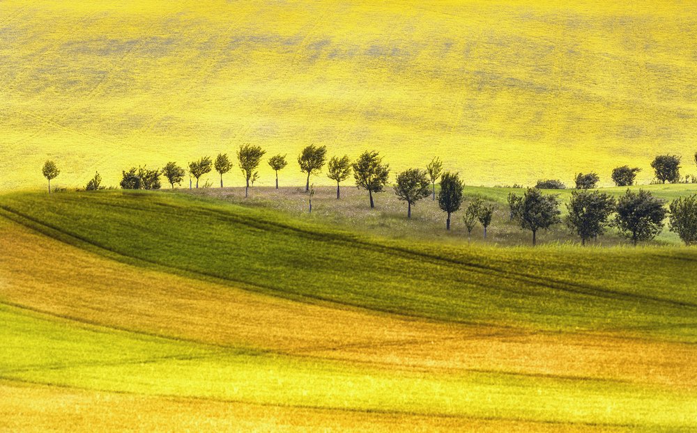 Colline ondulate e alberi da Ewa Całkosińska-Kajzer