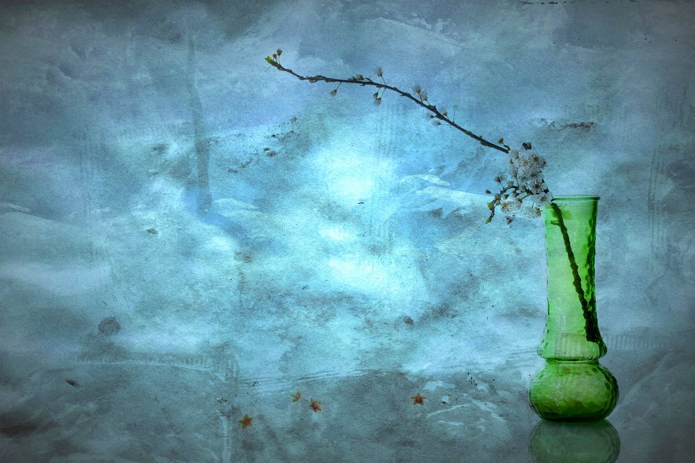 Fiori blu silenziosi da Eyal Amer