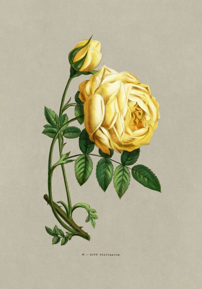 Rosa sulfurea da F. Grobon
