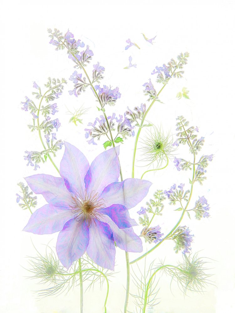 Delicati fiori di lavanda da Fangping Zhou