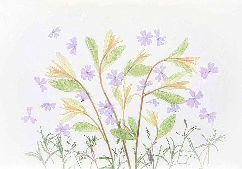 Elementi botanici fluttuanti dai toni pastello da Fangping Zhou