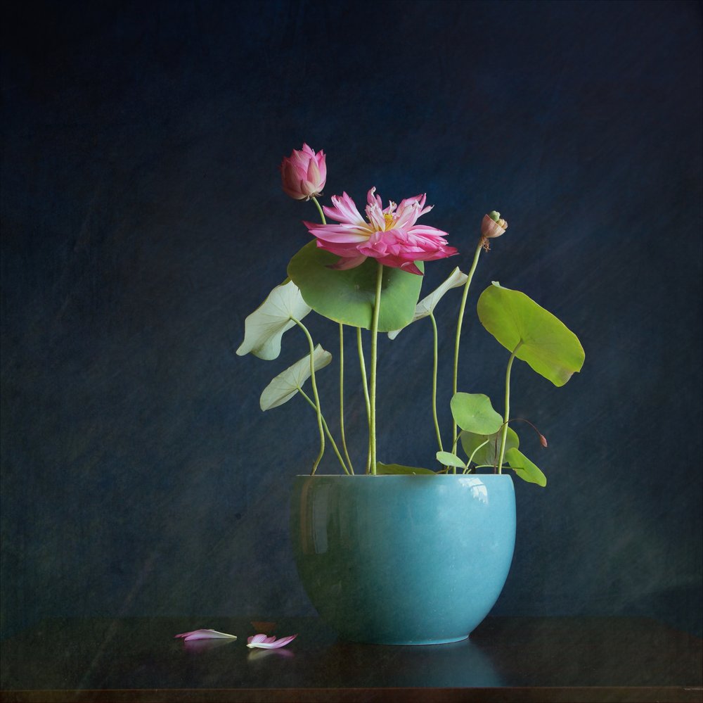 Lo splendore del loto rosa da Fangping Zhou