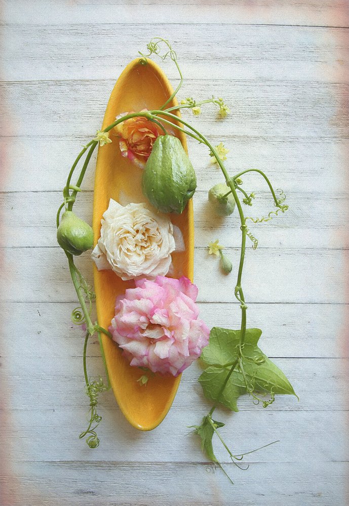 Rosa rustica e chayote da Fangping Zhou