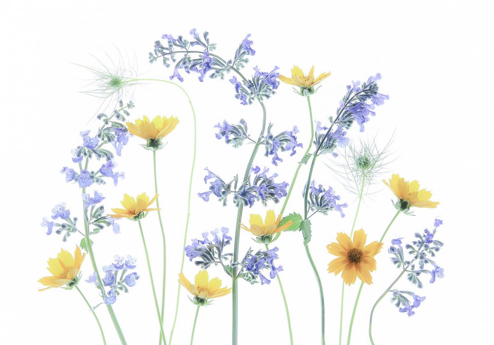Fiori dei prati selvatici da Fangping Zhou