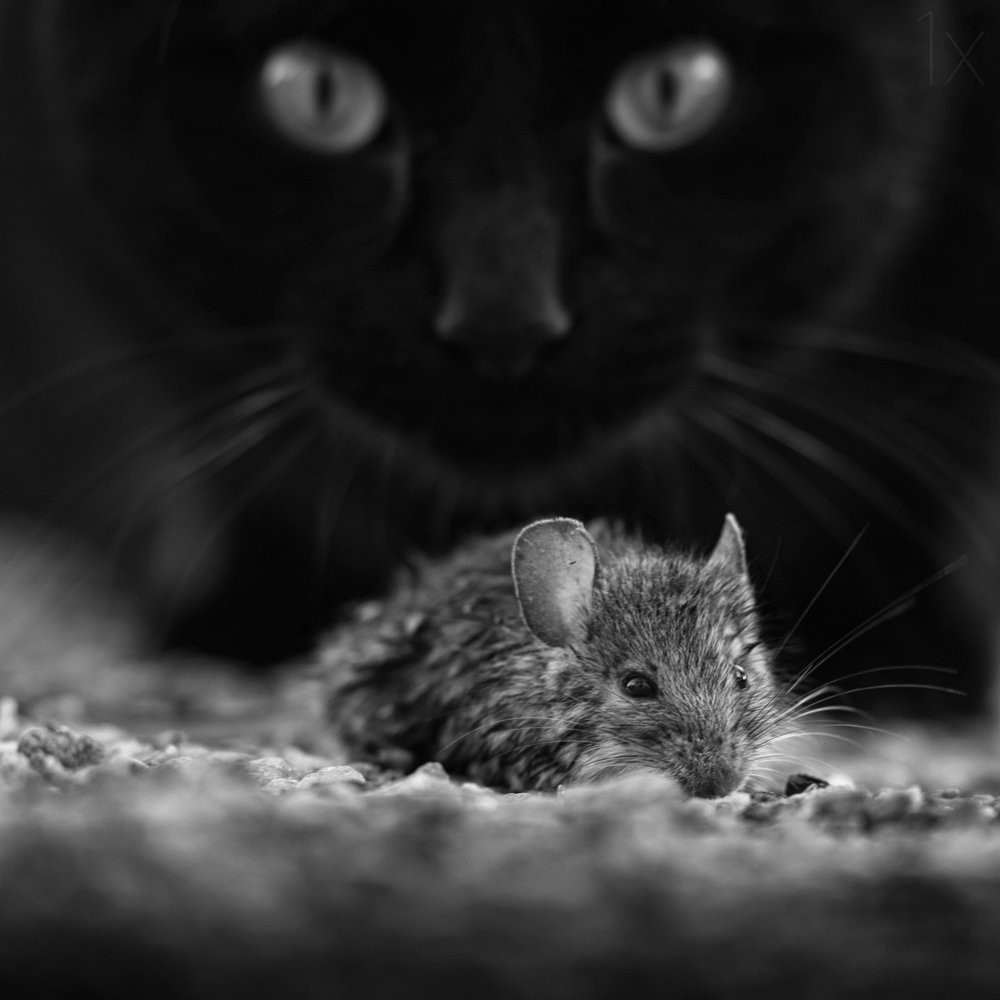 Gatto nero, topo selvatico da Francois Casanova