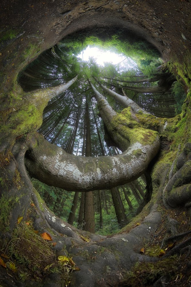Le radici della foresta incantata da Francois Casanova