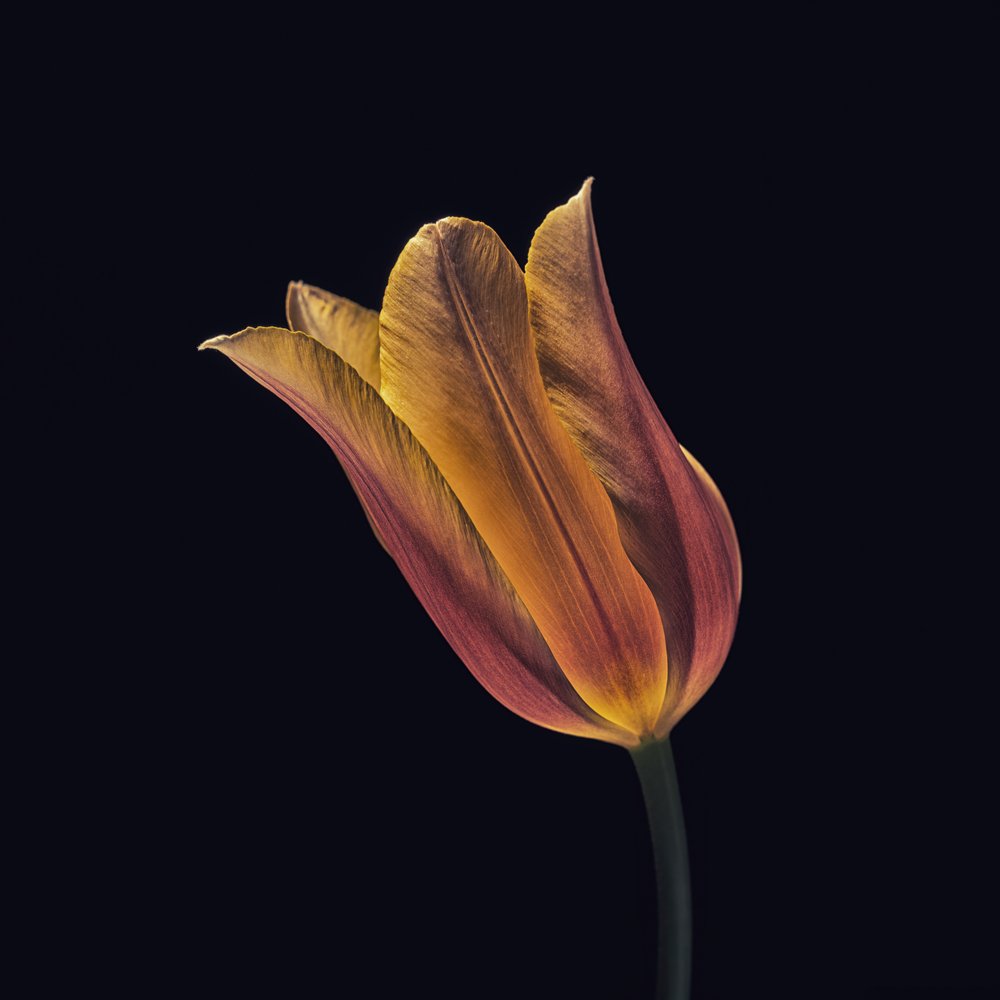 Tulipano arancione brillante da Frank Ulrich Gandenberger
