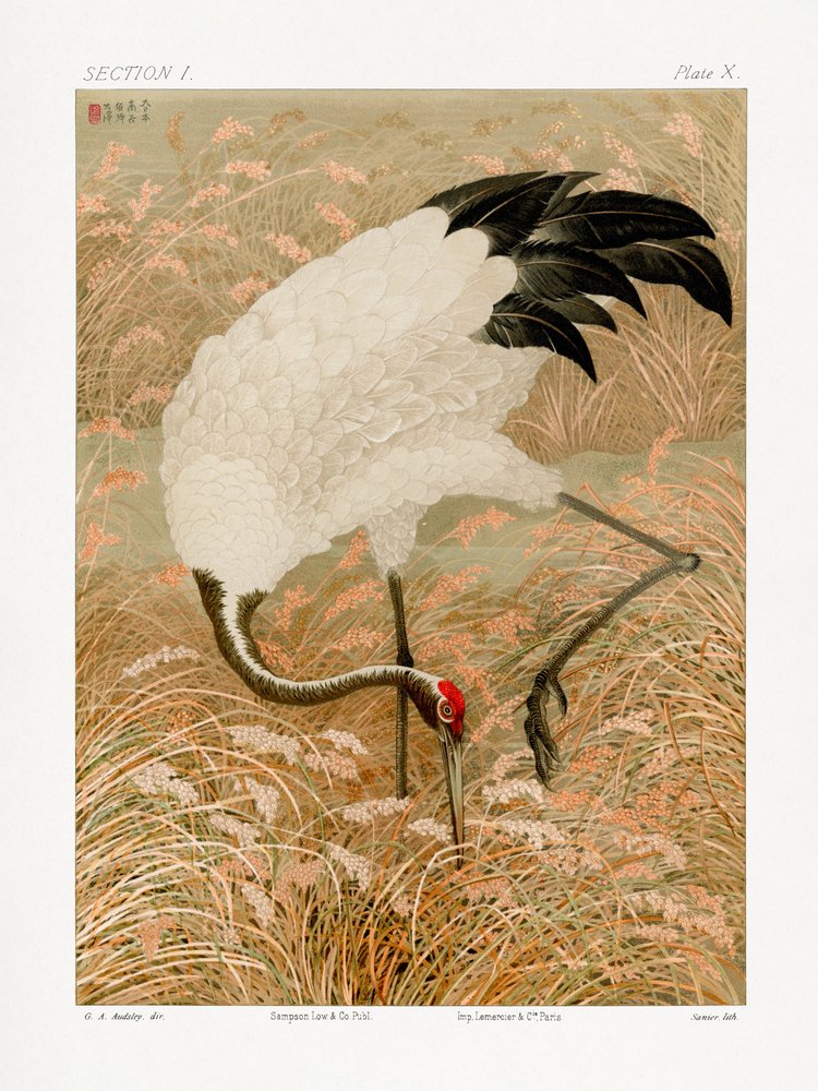Gru sarus in una risaia da G.a. Audsley