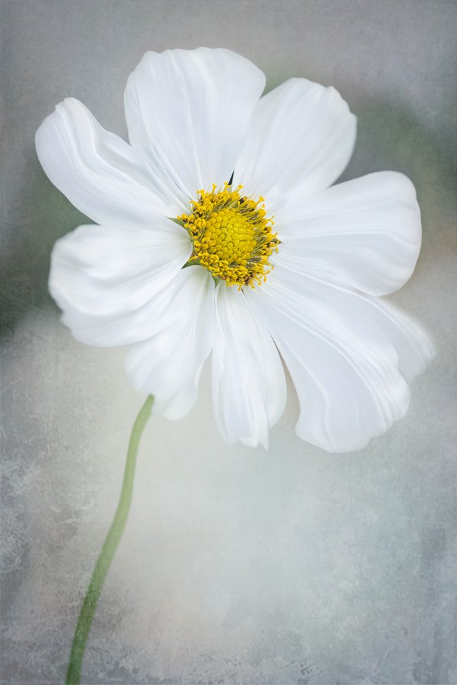 Delicato cosmo bianco da GaoSL
