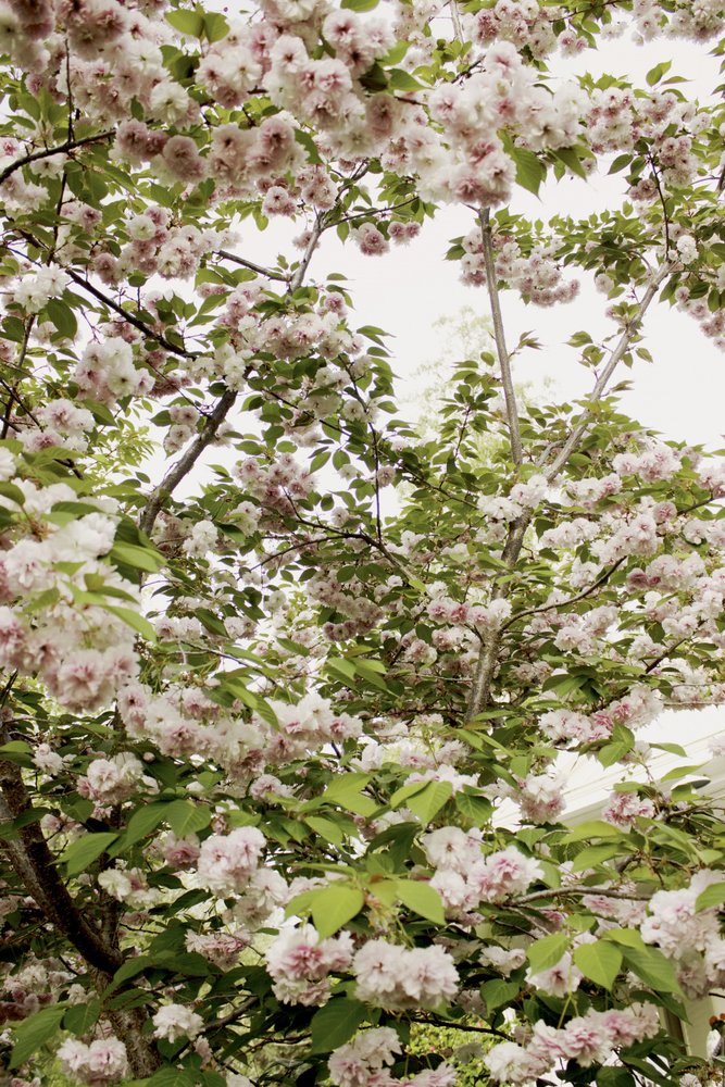 Fiori di ciliegio in primavera da Gemma Bardot