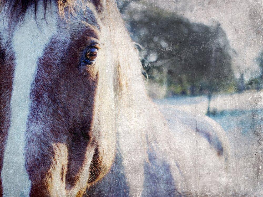 Lo sguardo dolce del cavallo da Gemma Bardot