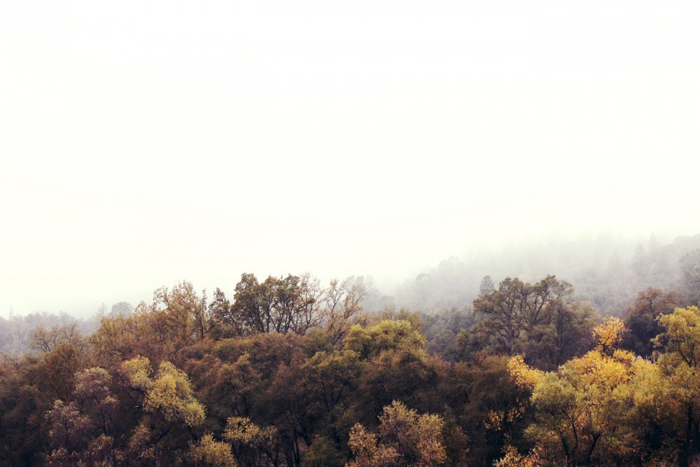 Foresta autunnale avvolta dalla nebbia da Gemma Bardot