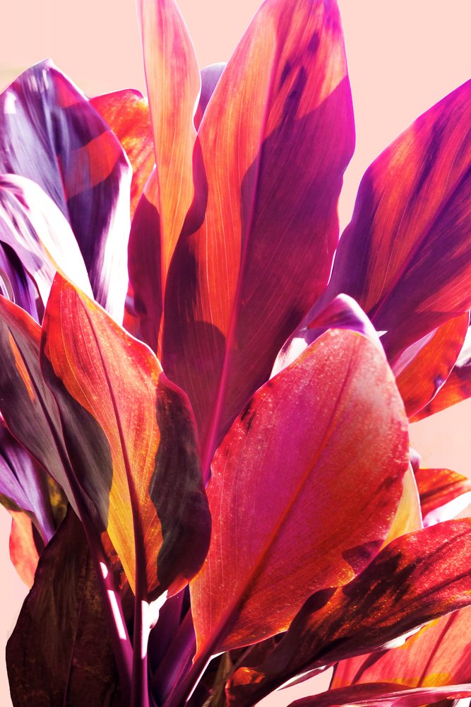 Foglie tropicali dai colori vivaci da Gemma Bardot