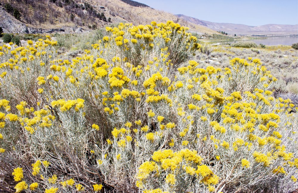 Fiore giallo del deserto da Gemma Bardot