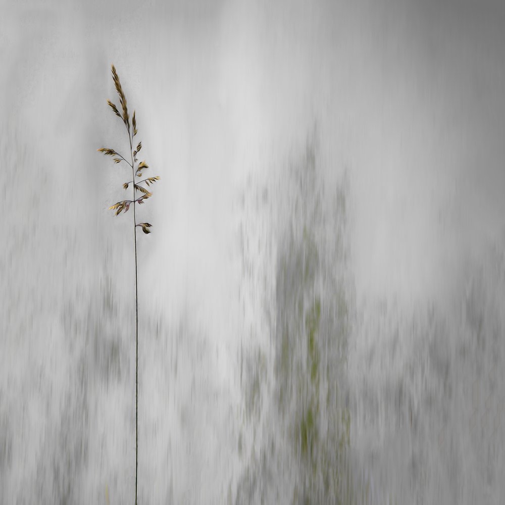 Erba solitaria, delicatamente sfocata da Gilbert Claes