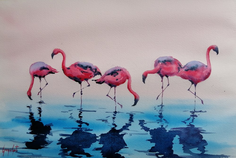 Fenicotteri rosa che guadano da Giorgio Gosti