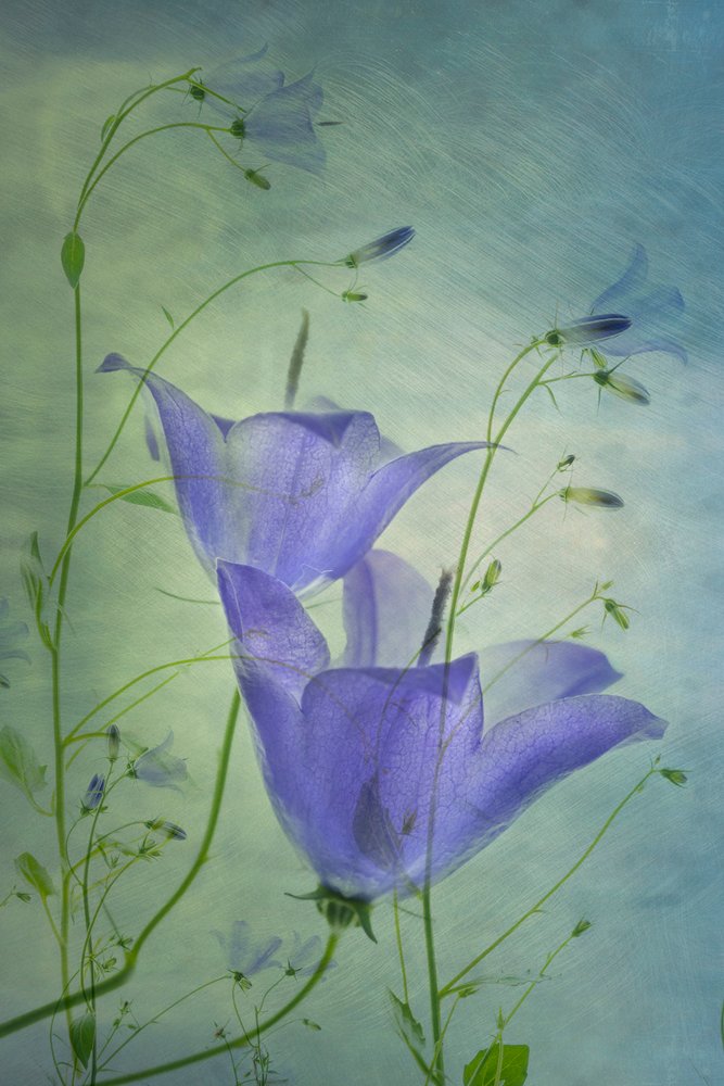 Campanule blu eteree da Greetje van Son