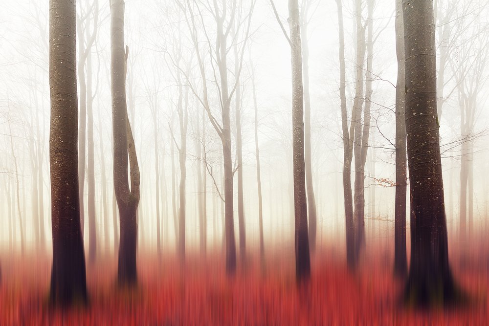 La foresta rossa da sogno da Gustav Davidsson