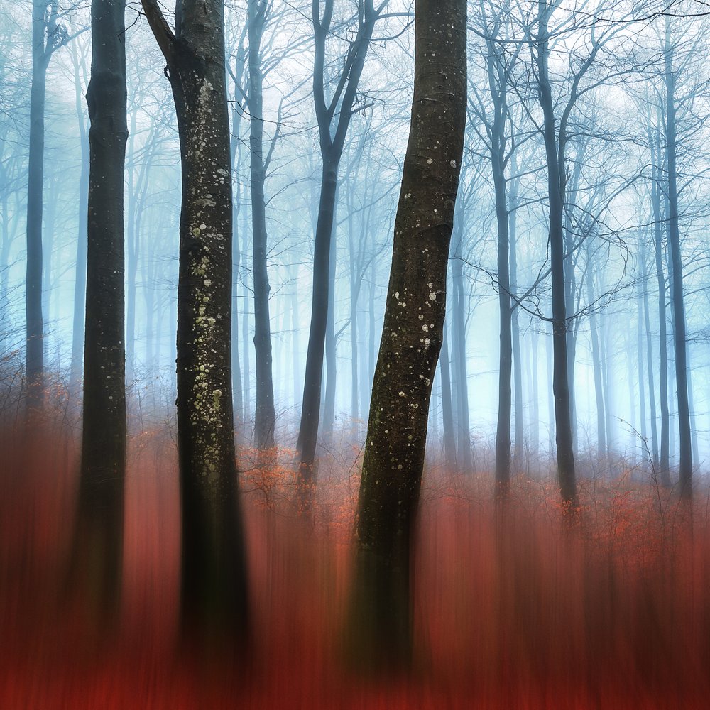 Il sogno della foresta nebbiosa da Gustav Davidsson