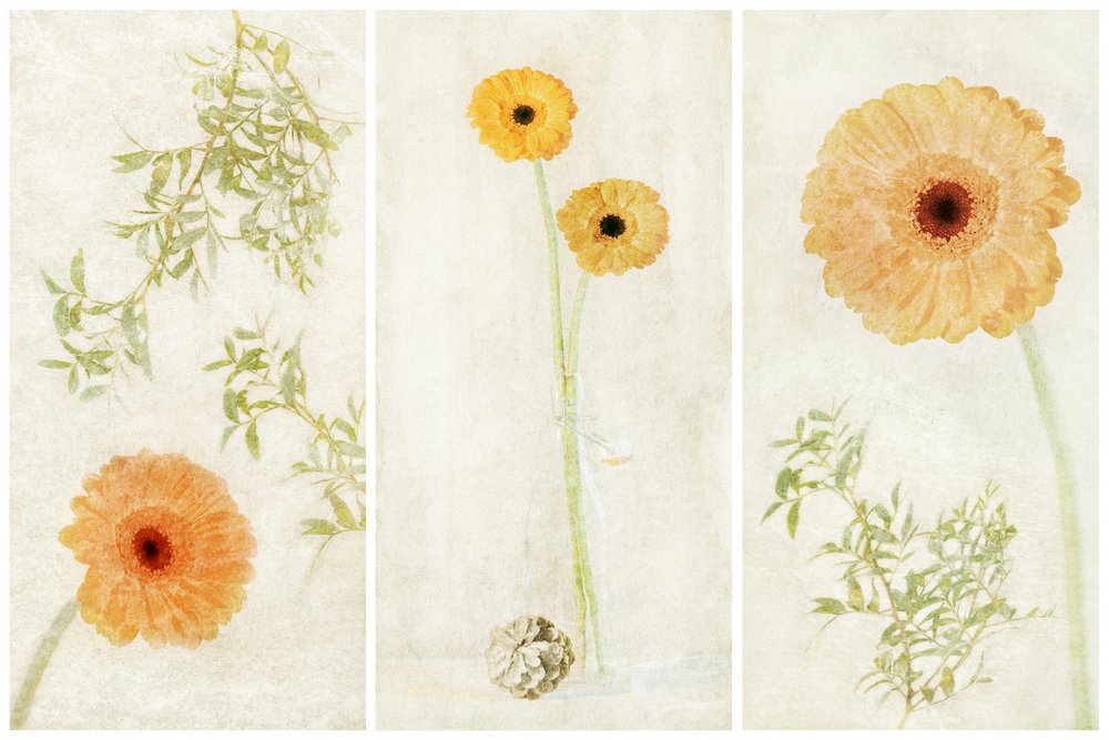 Soft Gerbera Trittico da Gustav Davidsson