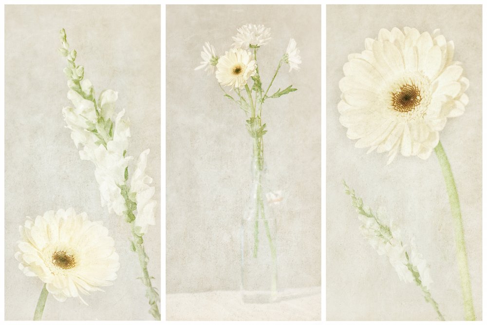 Morbidi fiori bianchi da Gustav Davidsson
