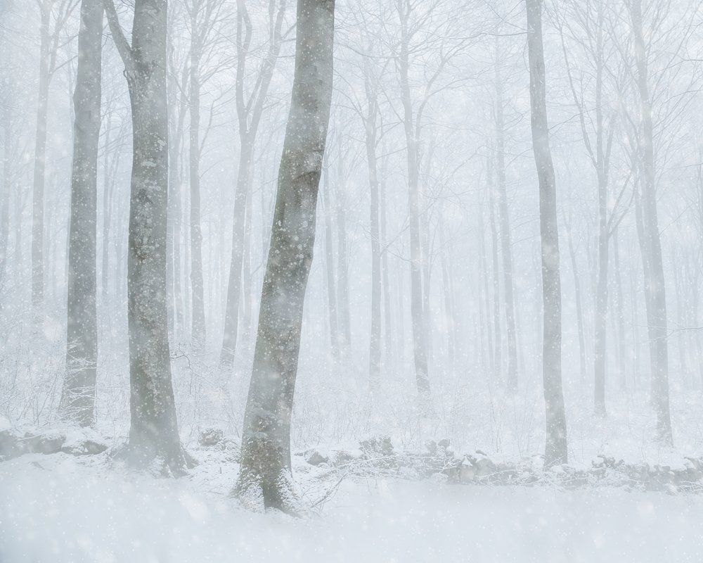 Foresta innevata d