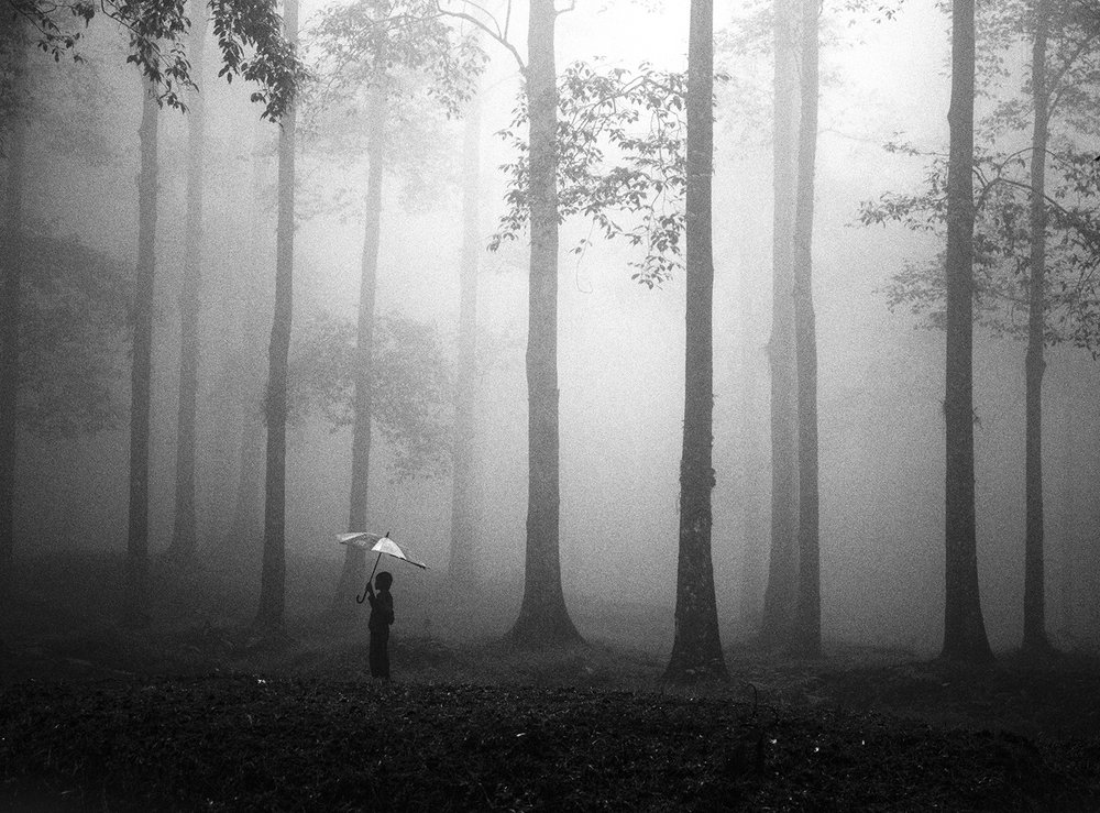 Ombrello Misty Woods da Hengki Lee