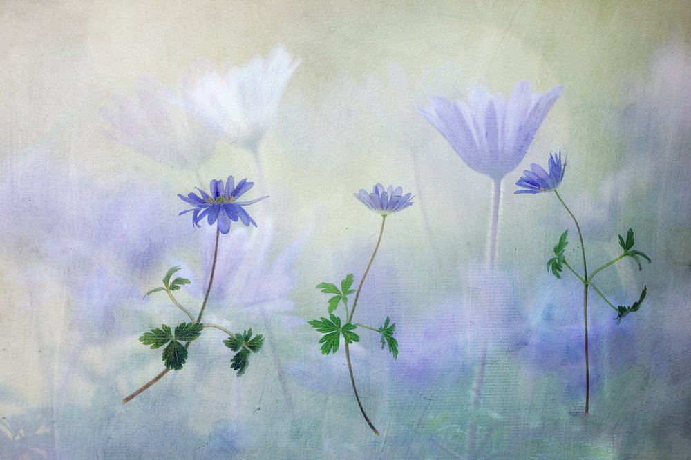 Sognanti anemoni blu da Hilda van der Lee