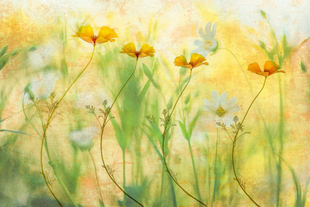 Sognanti fiori estivi da Hilda van der Lee