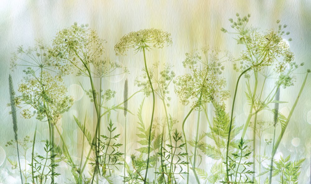Delicati fiori di campo verdi da Hilda van der Lee