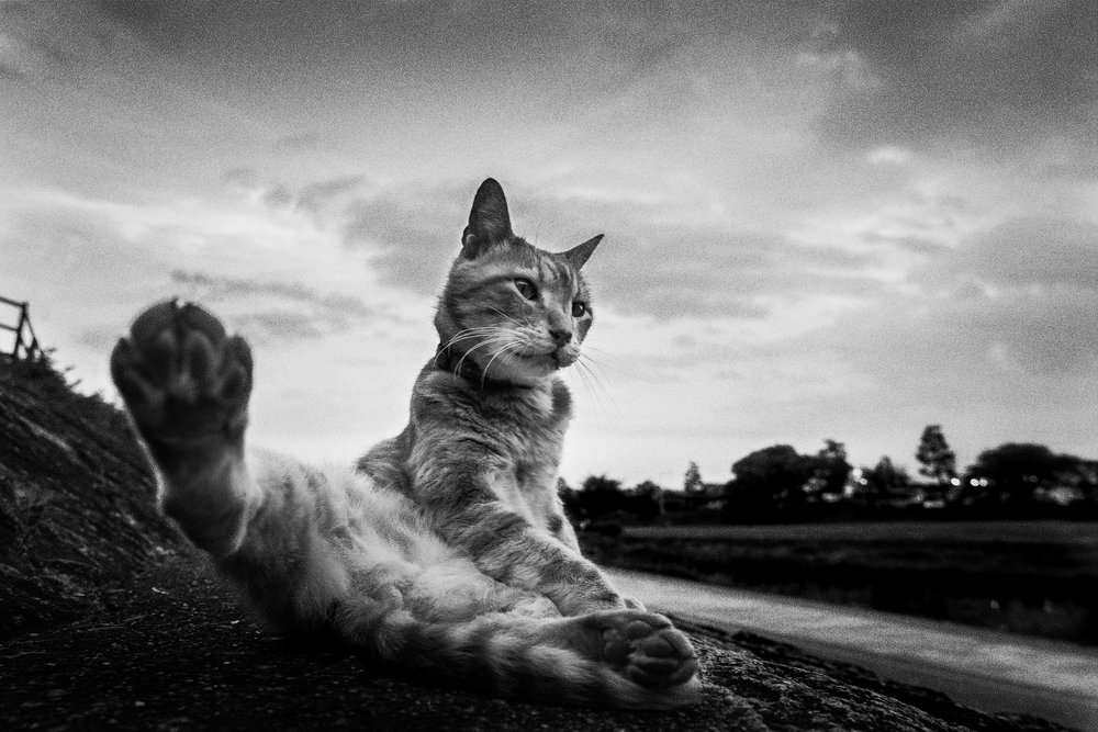 Allungamento della zampa del gatto curioso da Hiroaki Kuroda