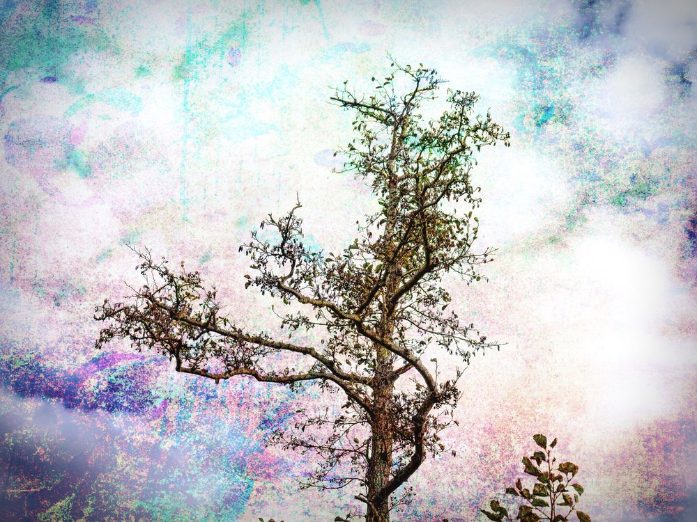 Il sogno dell