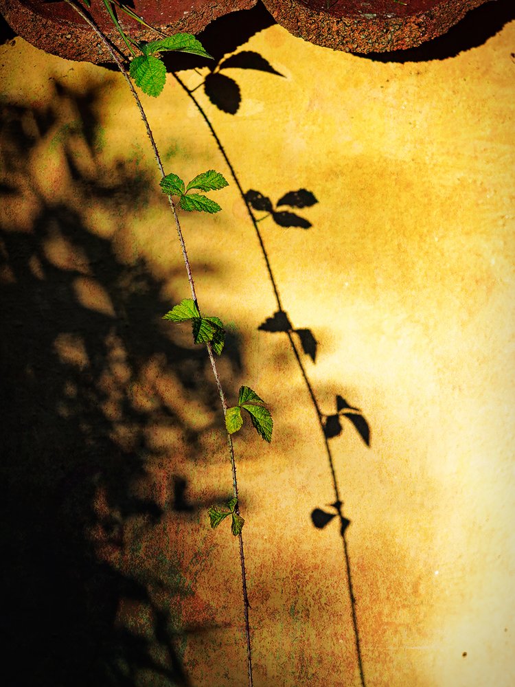 Ombra della vite rampicante "Golden Wall" da Ida Publishing