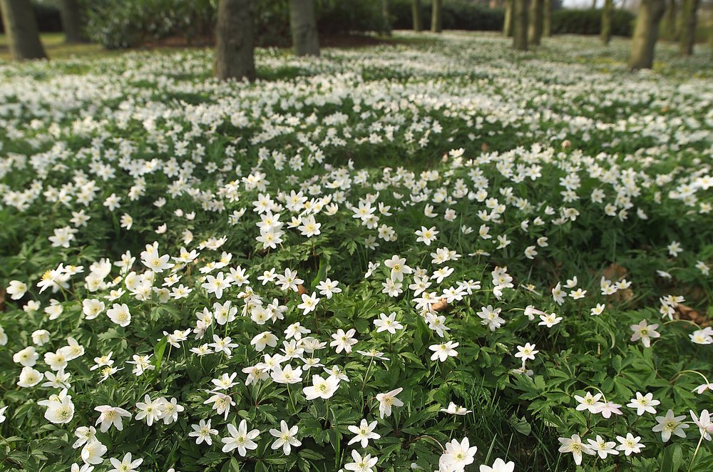 Anemoni di primavera da Ida Publishing