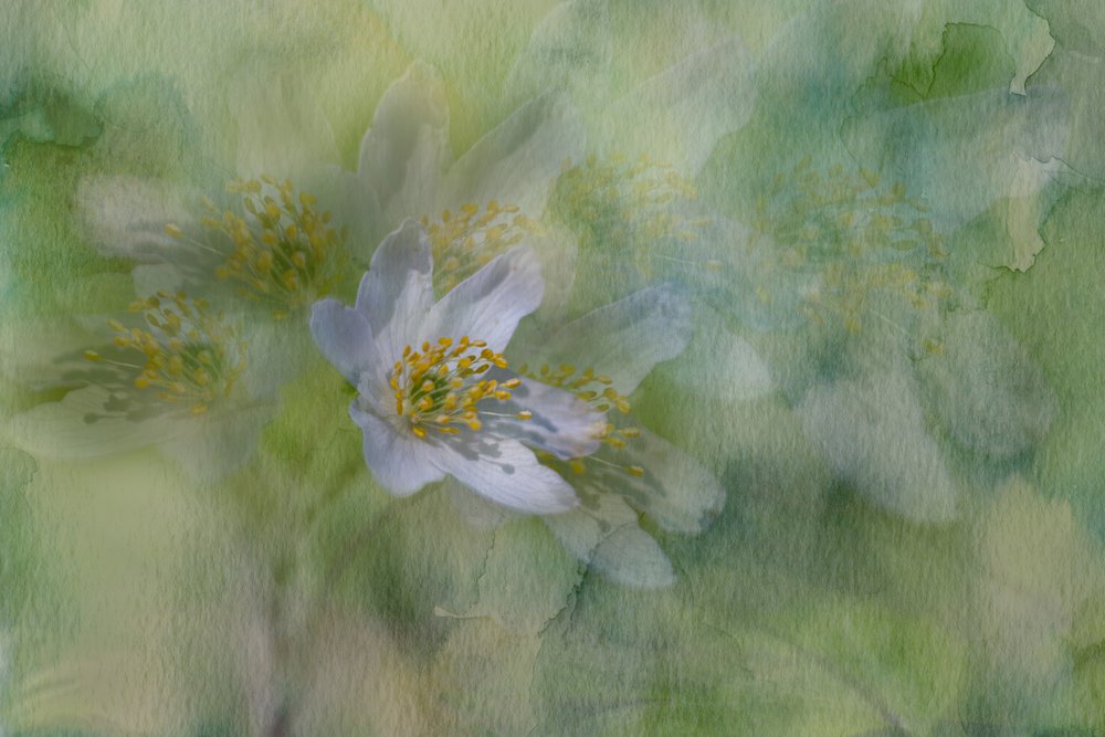 Sognanti fiori di gelsomino da Igor Kopcev