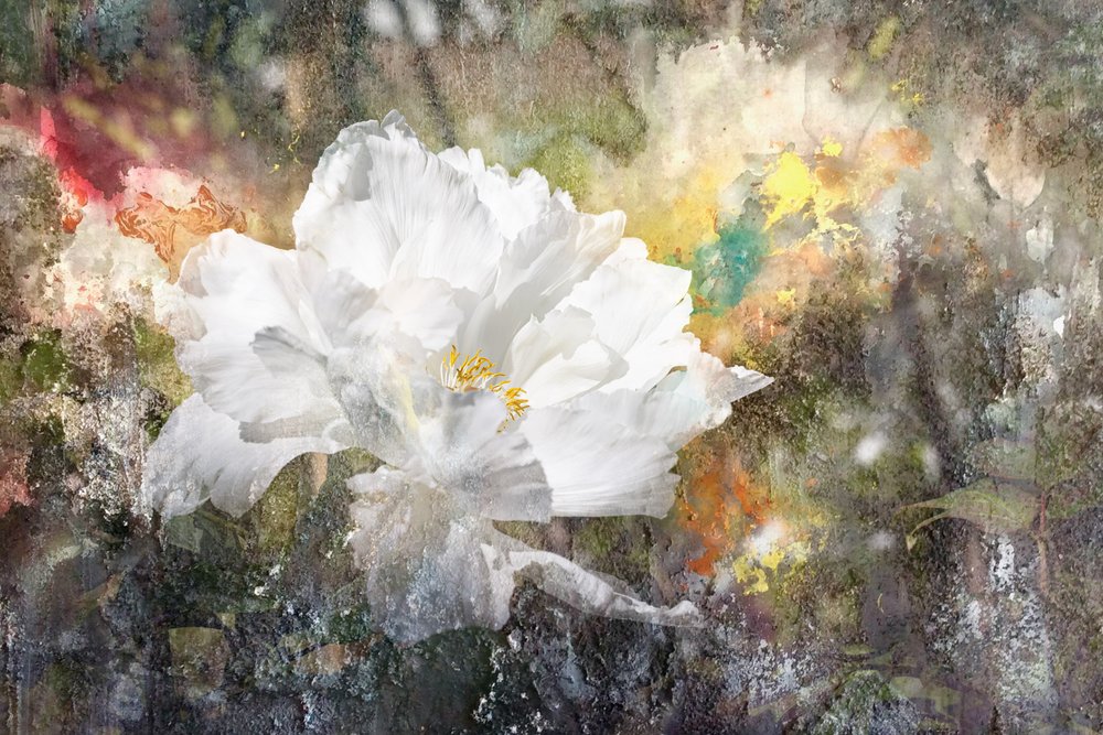 Sognante fiore bianco da Igor Kopcev