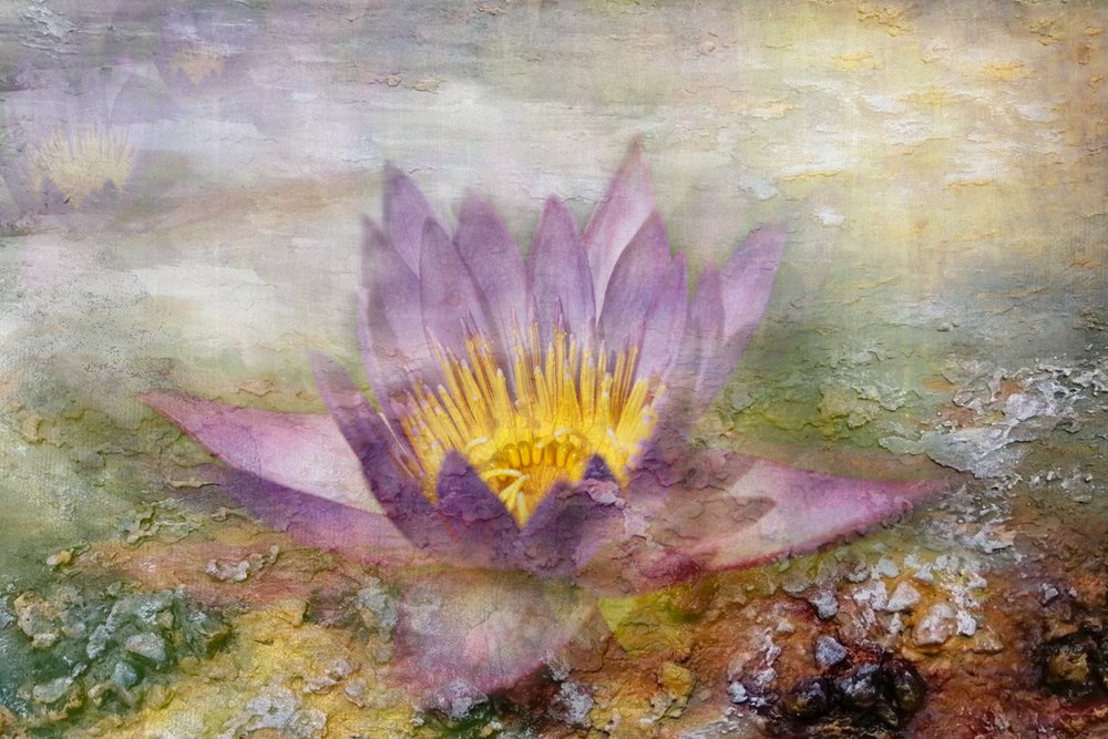 Etereo loto viola da Igor Kopcev