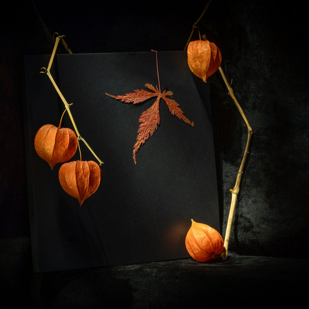 Physalis autunnale suggestiva da Igor Kopcev