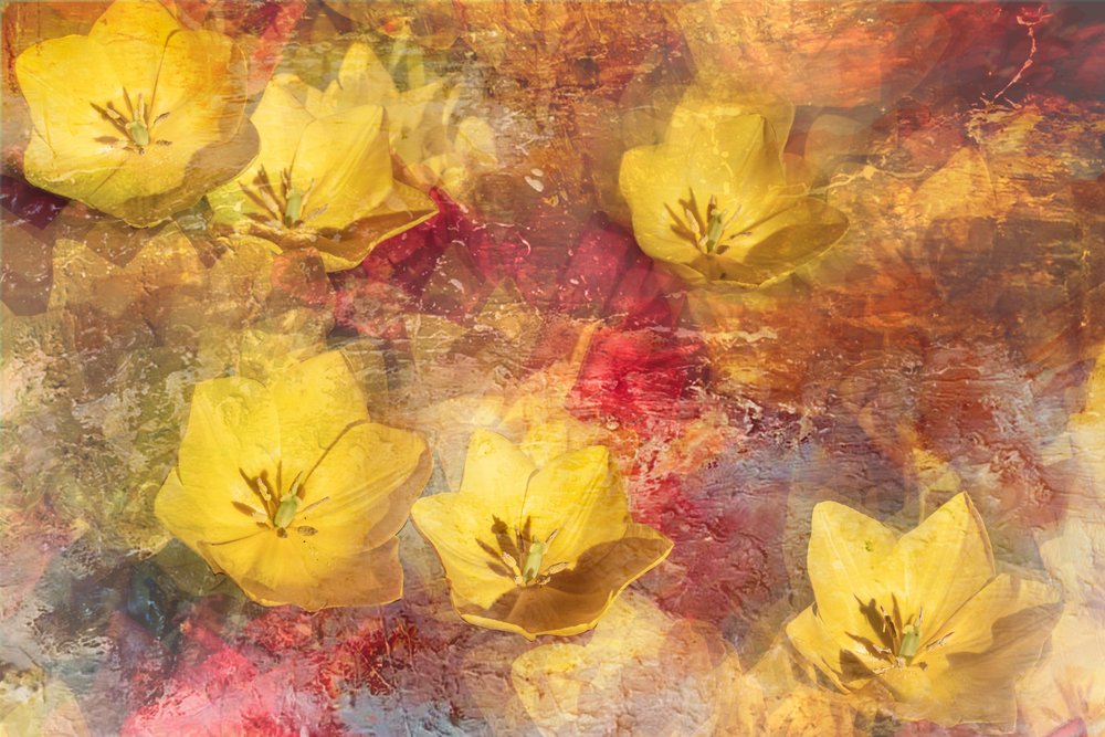 Tulipani gialli materici da Igor Kopcev