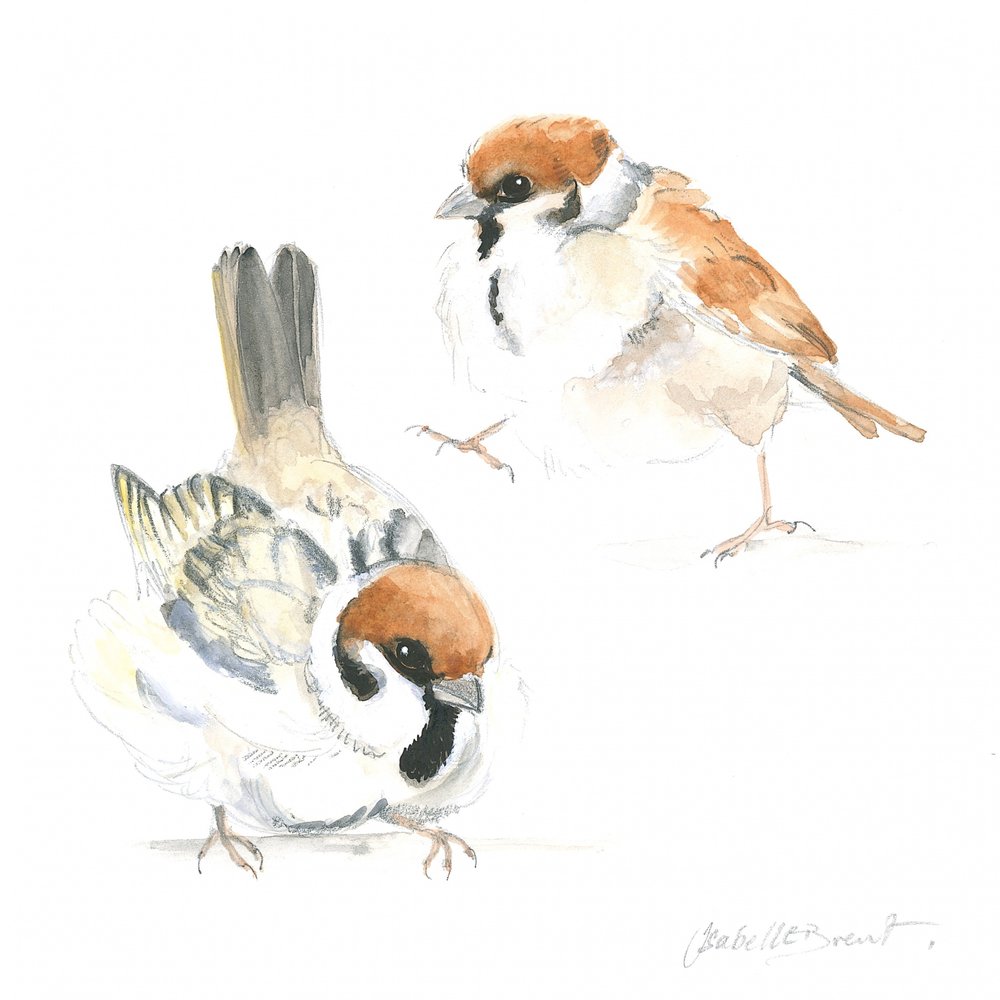 Passerotti da Isabelle Brent