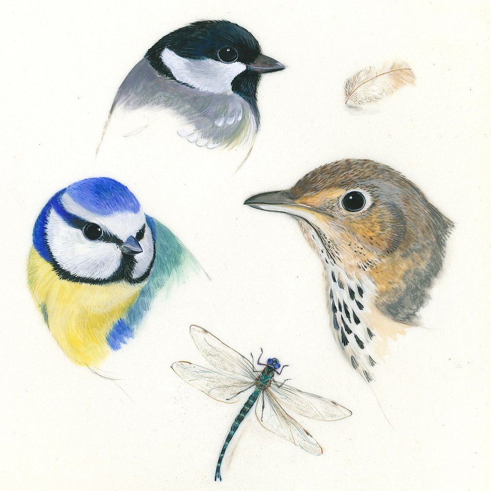 Studio di uccelli e libellula da Isabelle Brent