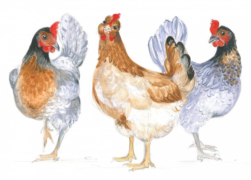 Galline che schiamazzano da Isabelle Brent
