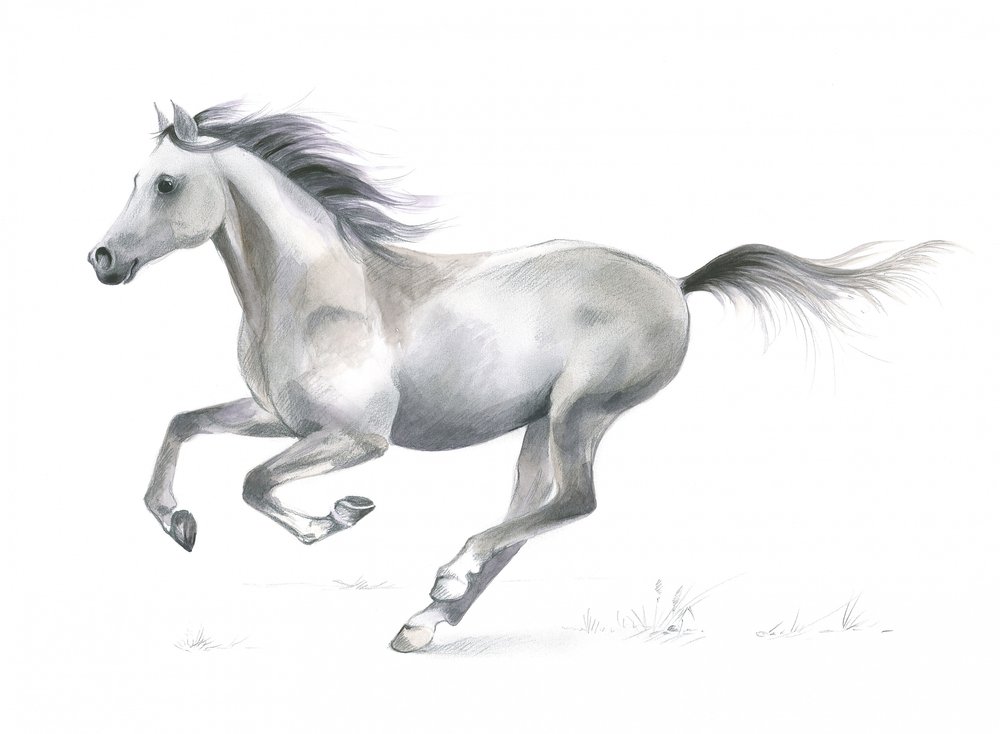 Grazia dinamica di un cavallo al galoppo da Isabelle Brent
