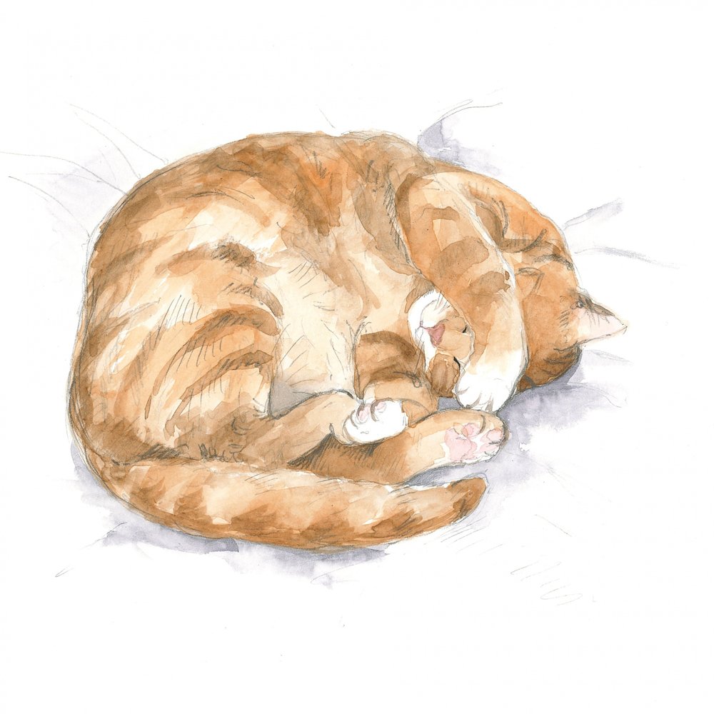 Schizzo di gatto rosso da Isabelle Brent