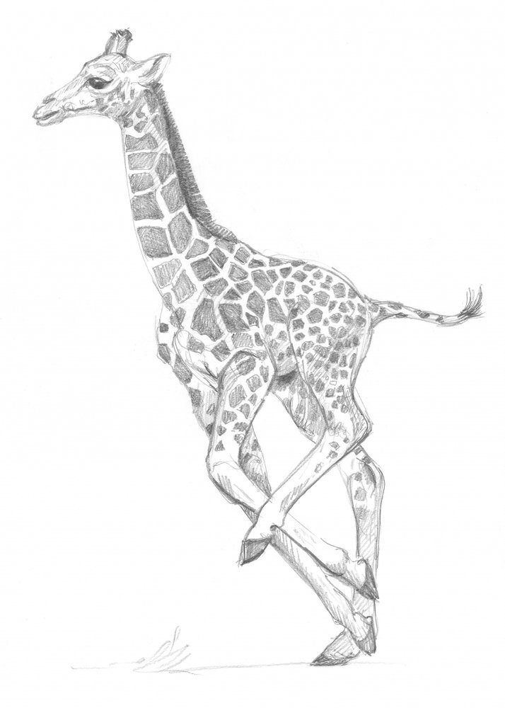 Giraffa da Isabelle Brent