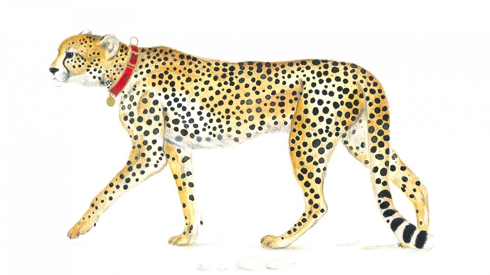 Elegante passeggiata del ghepardo da Isabelle Brent