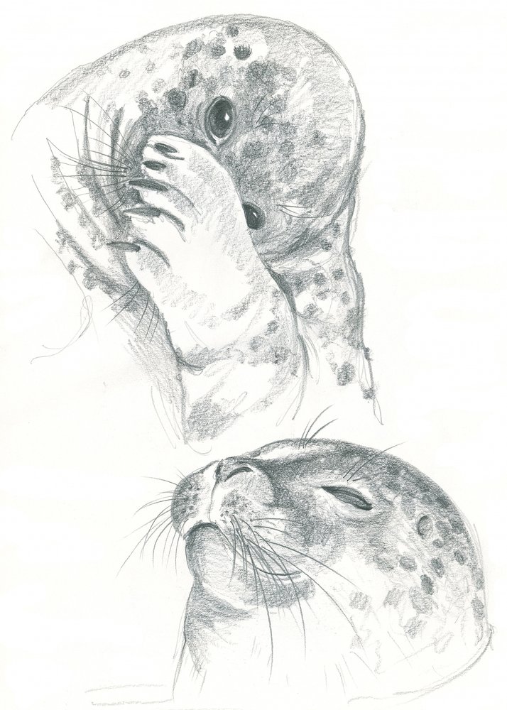 Disegno di foche grigie da Isabelle Brent