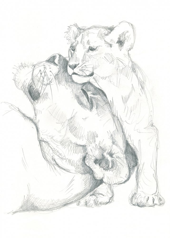 Studio di disegno di leonessa e cucciolo da Isabelle Brent
