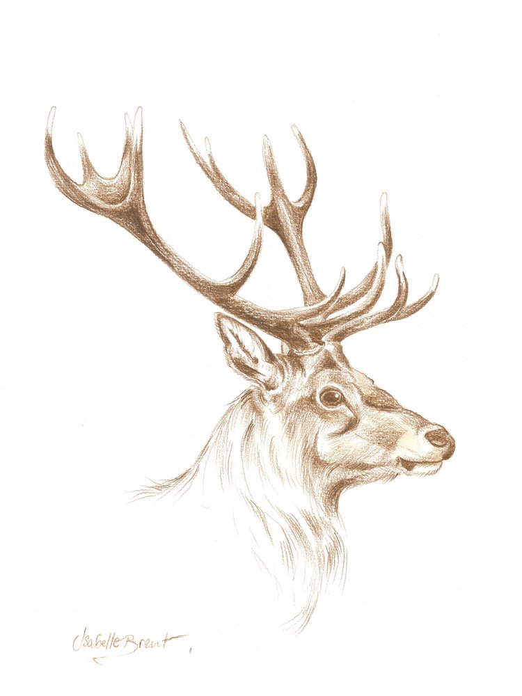 Disegno di un maestoso cervo da Isabelle Brent