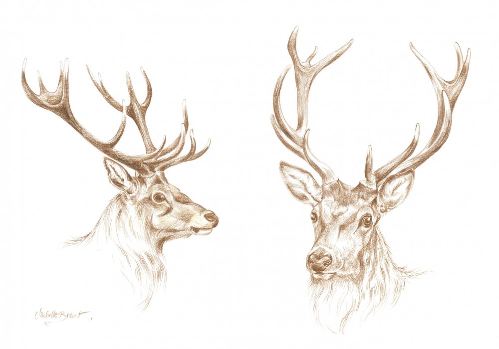 Disegno di un maestoso cervo da Isabelle Brent